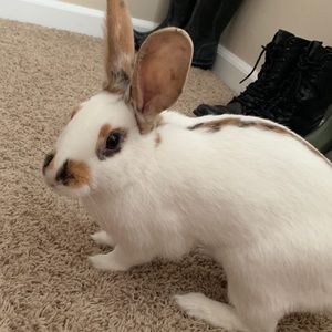 Meet your Posher, Allison